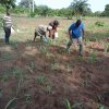 manure application during ffs